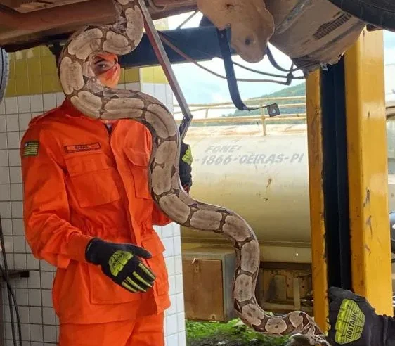 Bombeiros resgatam cobra encontrada sob veículo em Oeiras
