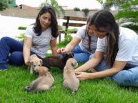 Secretaria de Proteção e Defesa Animal e APAPI realizam “Feirinha de Adoção” nesta sexta-feira (23)